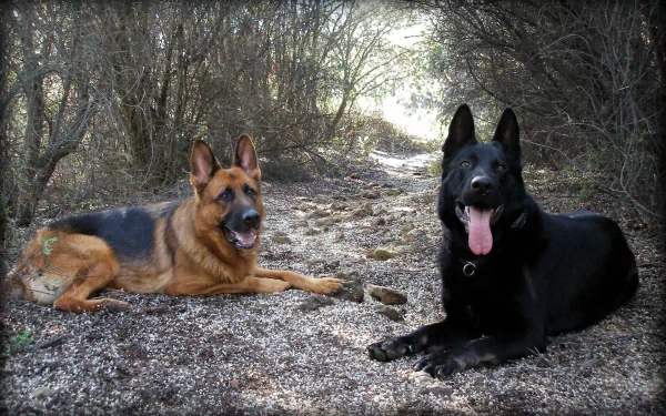 HD desktop wallpaper showing two German Shepherds, one tan and black, the other solid black, lounging in a wooded area.