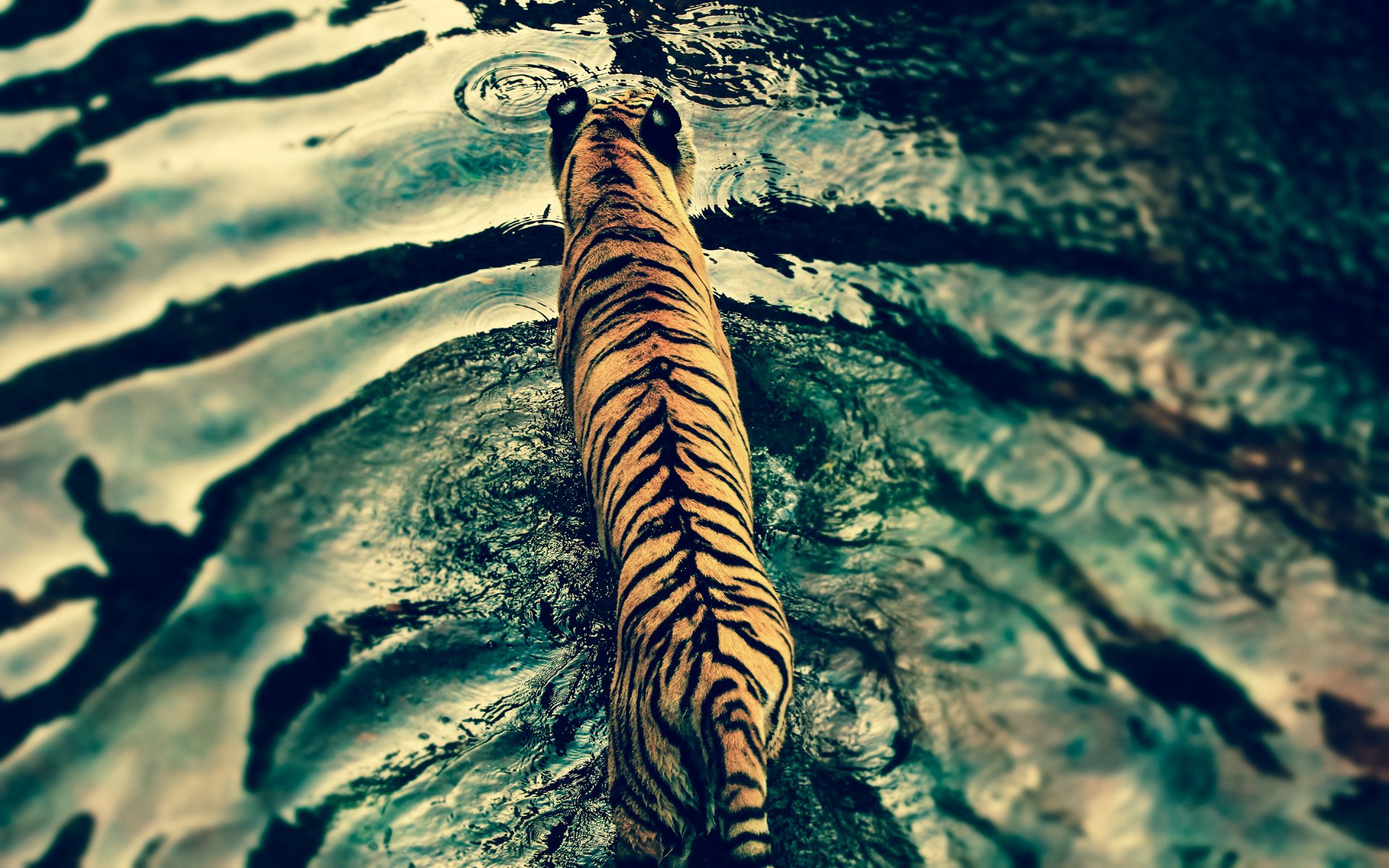 A striking HD desktop wallpaper featuring a tiger walking through rippling water, showcasing its majestic stripes and serene environment.