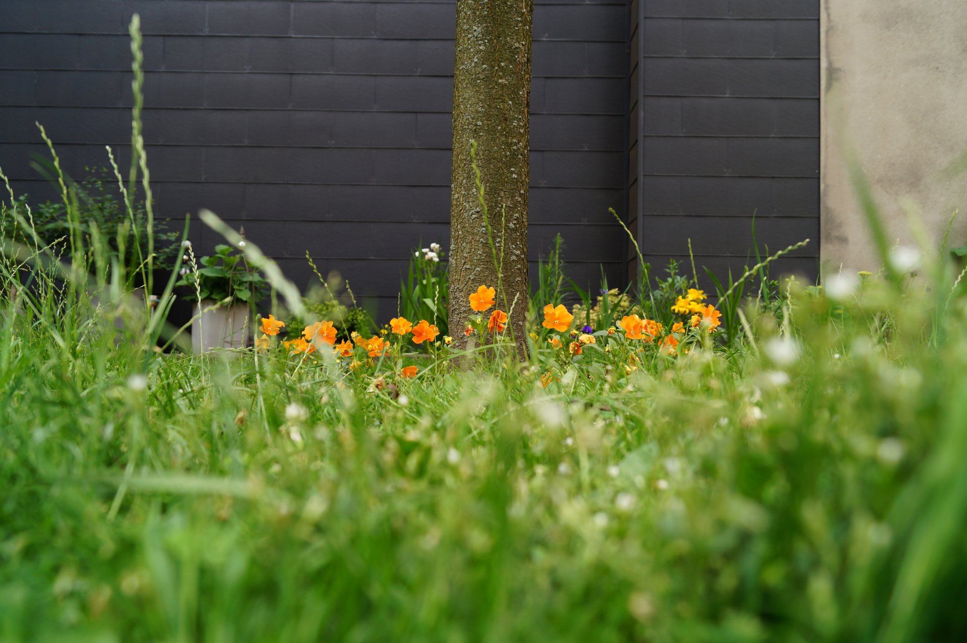 A serene HD wallpaper featuring a garden with vibrant orange flowers, lush green grass, and a tree against a modern man-made structure in the background.