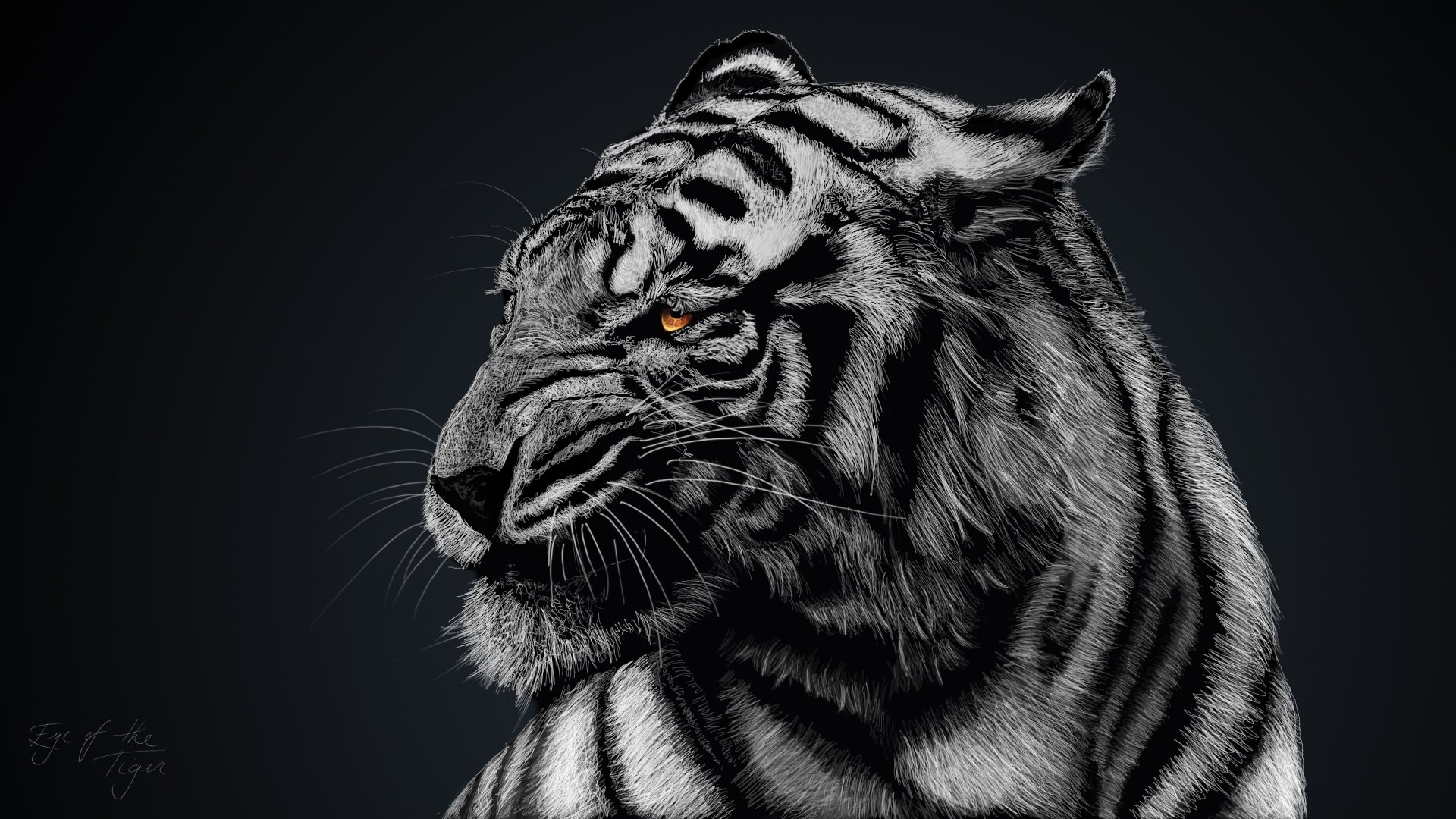 230 White Tiger HD Wallpapers Backgrounds Wallpaper Abyss