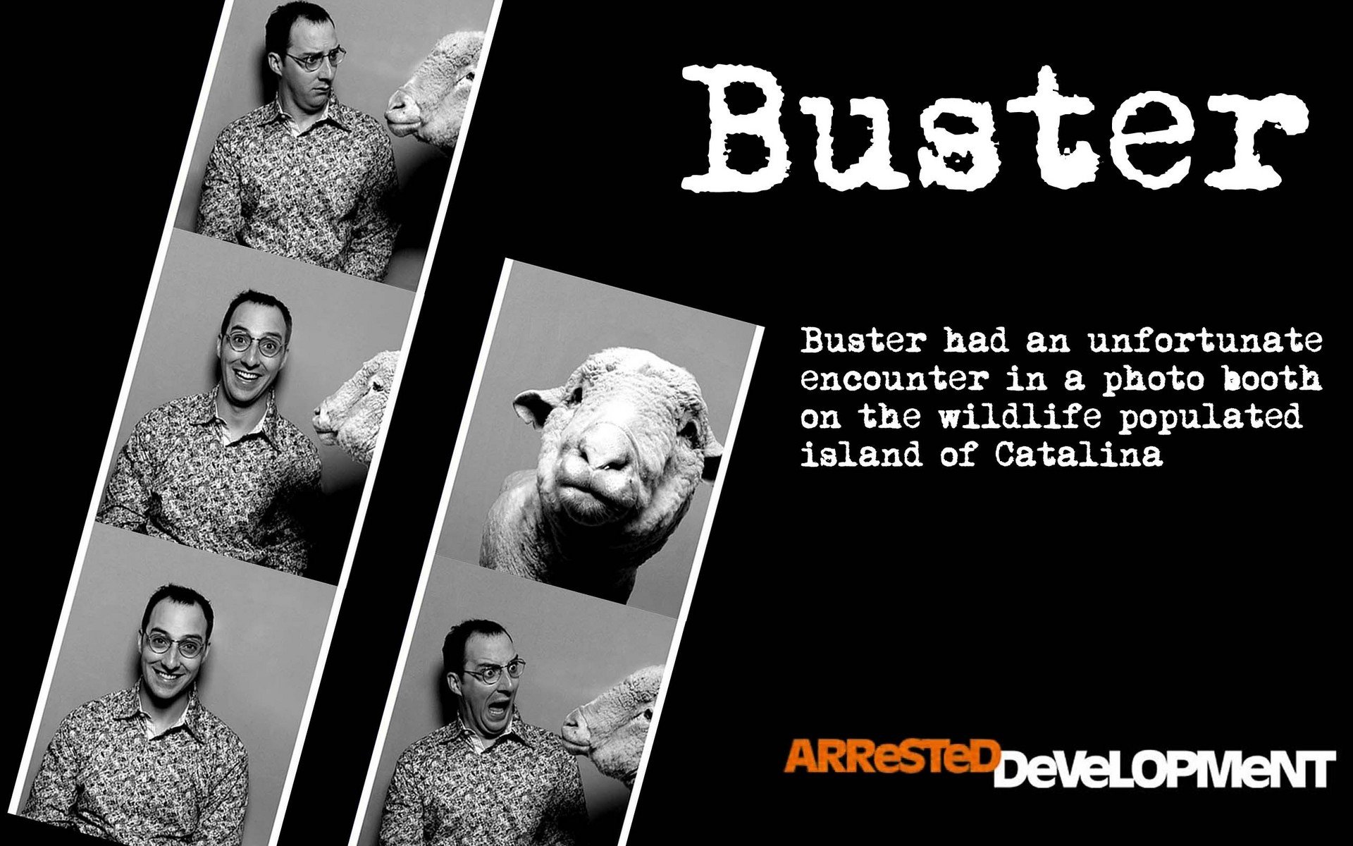 HD Arrested Development wallpaper featuring a humorous photo booth strip with Buster and a sheep, captioned with a funny incident on Catalina Island.