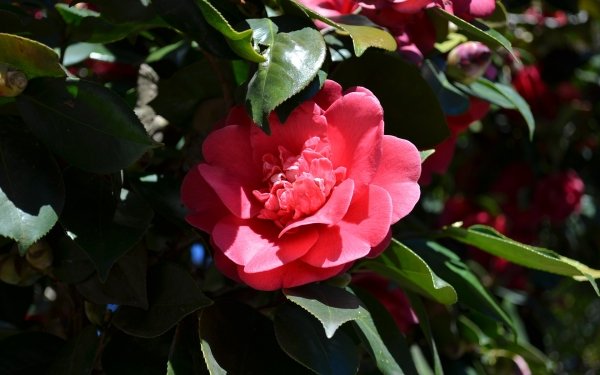 Nature Camellia Flowers Flower Red Flower HD Wallpaper | Background Image