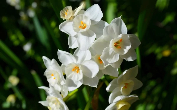 Close-up photography of white paperwhite narcissus flowers blooming against a dark green leafy background, captured in HD quality for use as a PC desktop wallpaper.