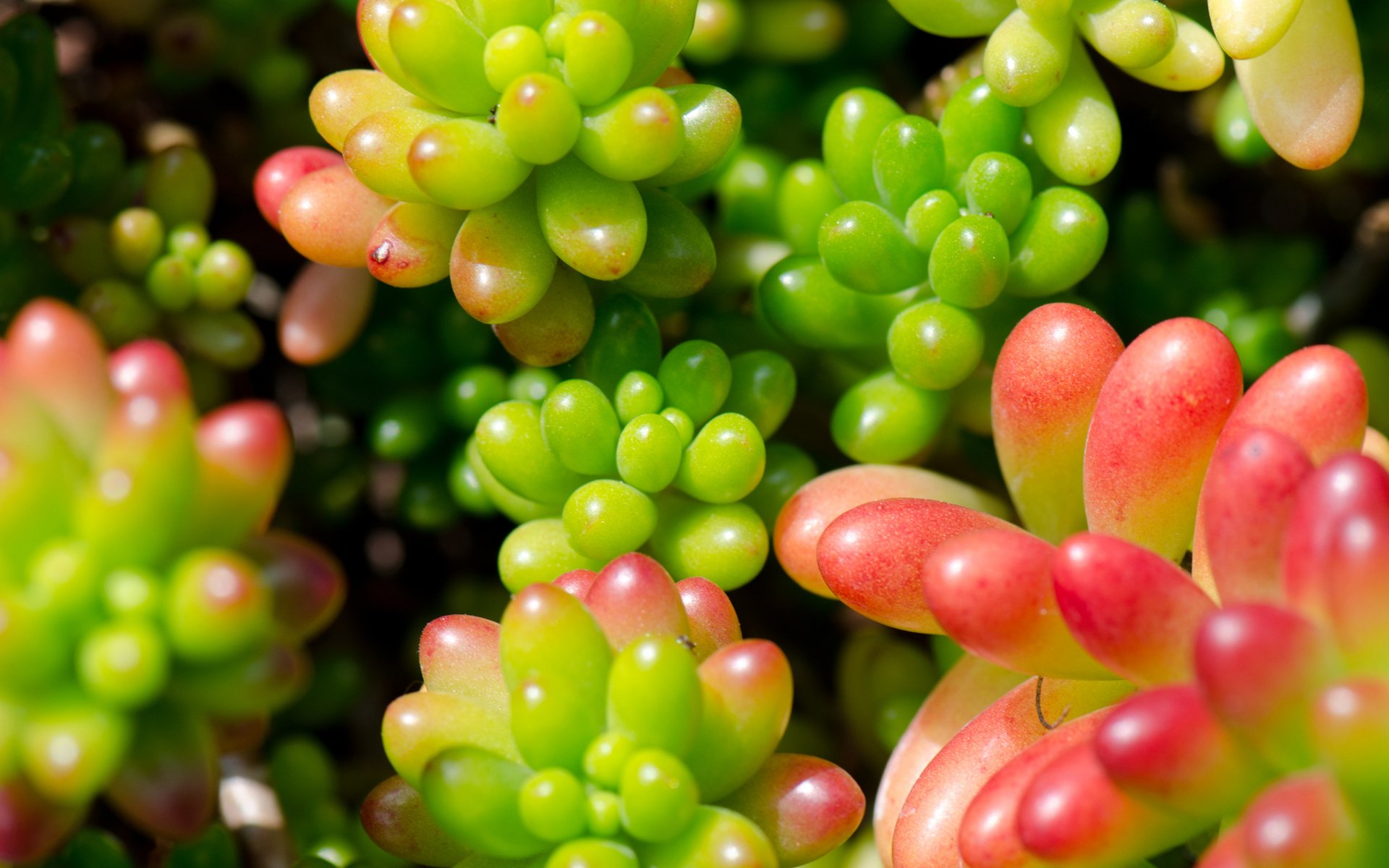 Close-up of vibrant green and red succulent plants, captured in high definition, showcasing detailed natural textures for a vivid PC desktop wallpaper background.