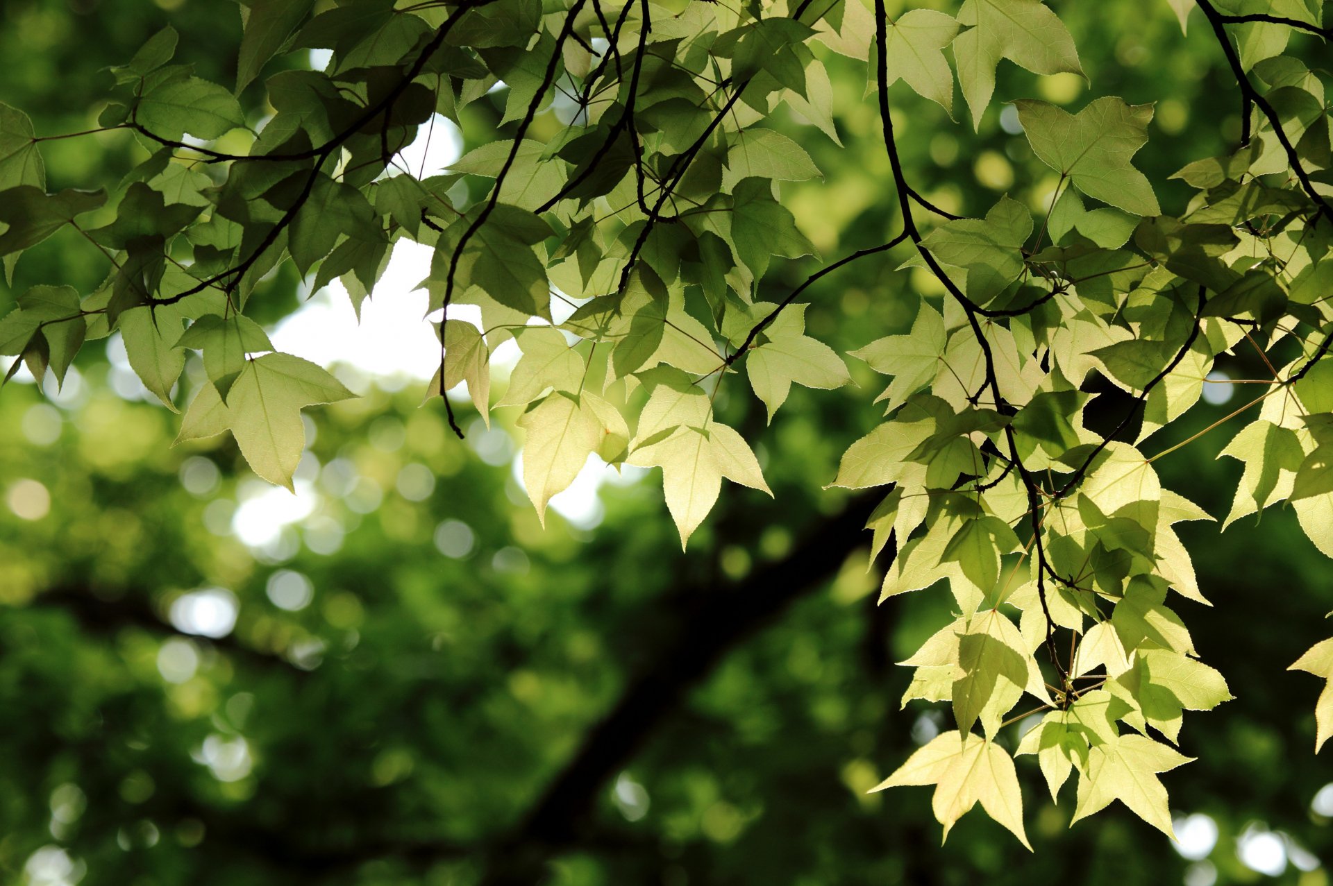 HD desktop wallpaper featuring sunlight filtering through vibrant green leaves in a serene natural setting.