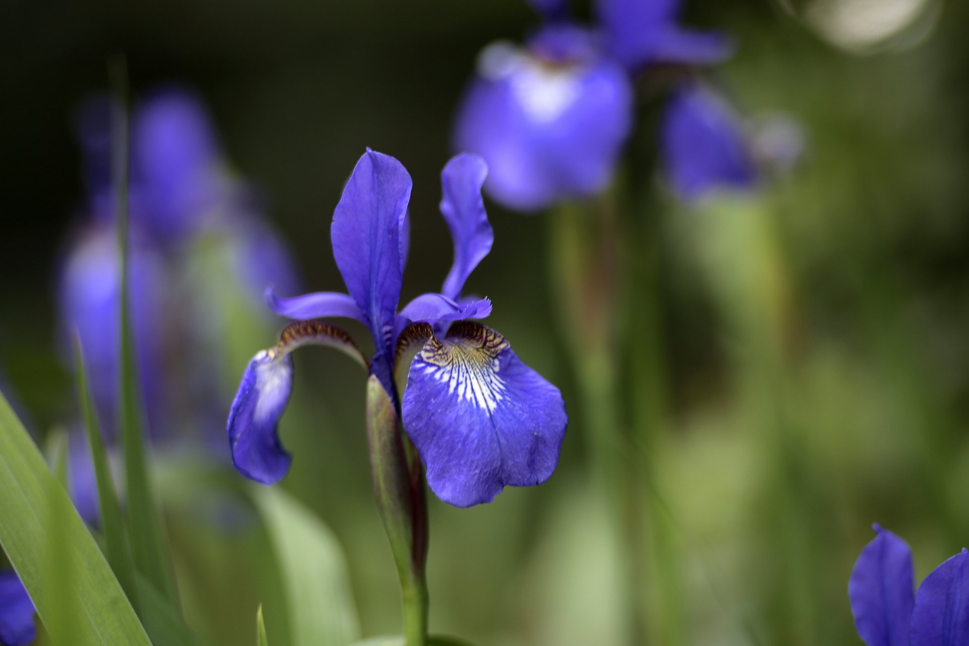 HD PC desktop wallpaper showing a close-up purple iris against a soft-focus green nature background, detailed petals and white-veined throat.
