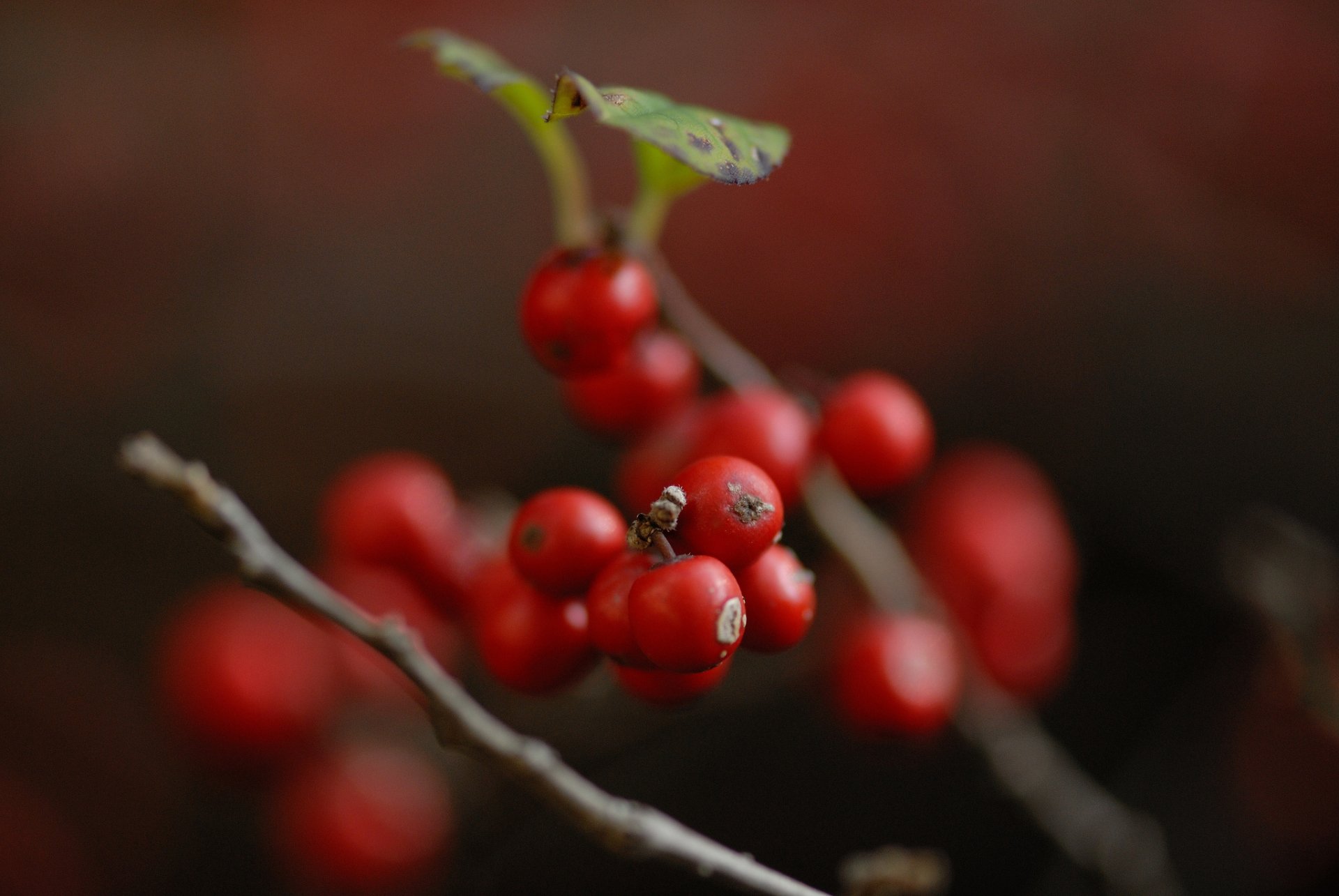 HD PC desktop wallpaper featuring a close-up of vibrant red berries on a branch with a blurred dark background.