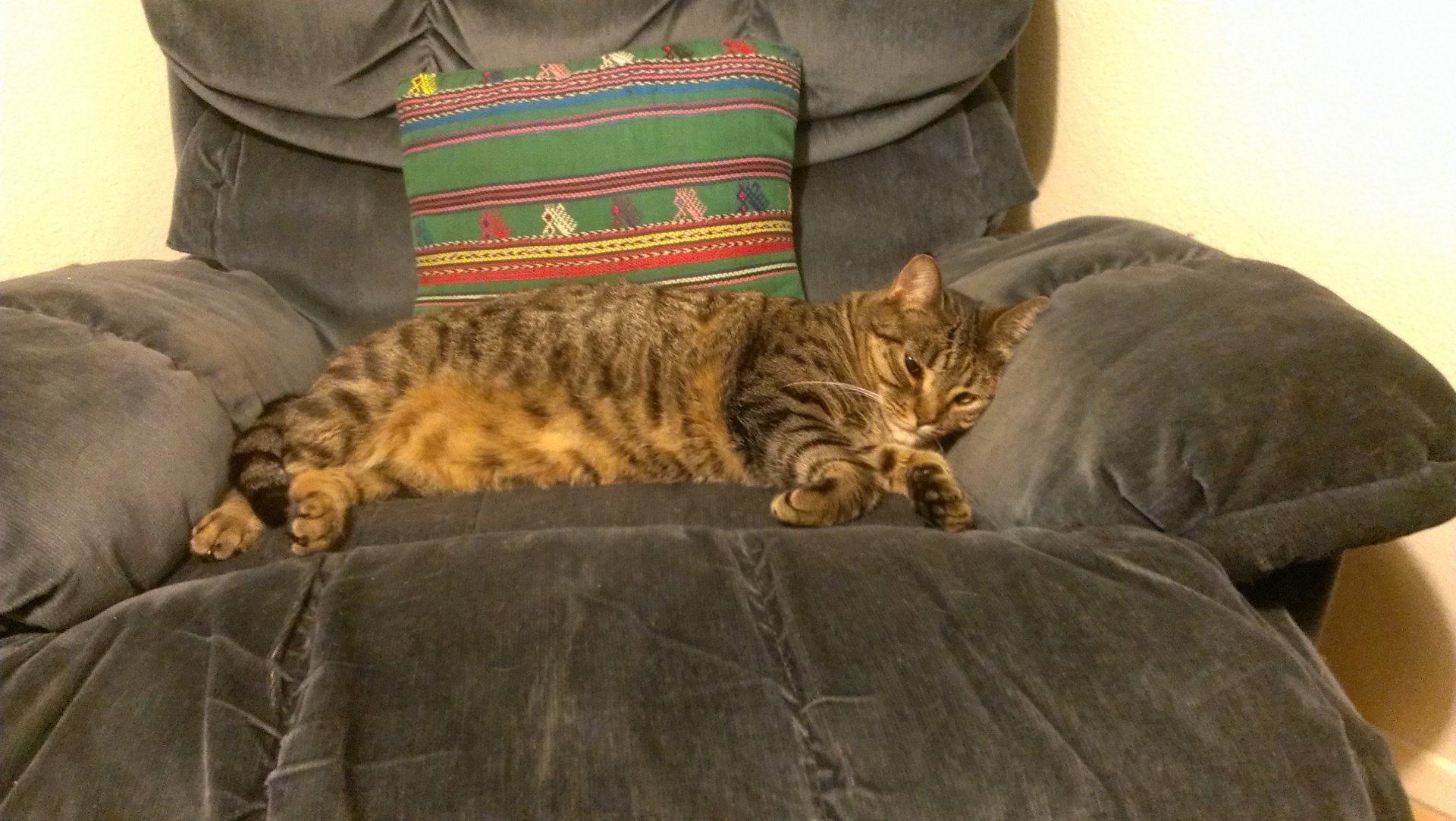 A brown tabby cat resting comfortably on a plush gray armchair, captured in high definition for a PC desktop wallpaper and background.