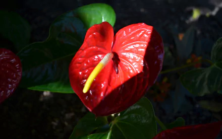 HD PC desktop wallpaper showing a close-up of a red anthurium flower with glossy green leaves as a nature plant background.