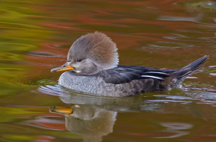 HD PC desktop wallpaper featuring a close-up of a duck swimming on calm water with colorful reflections.