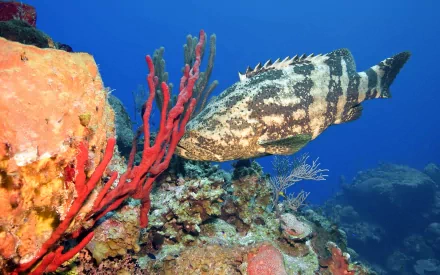 HD desktop wallpaper featuring a grouper fish swimming near vibrant coral against a deep blue ocean background.