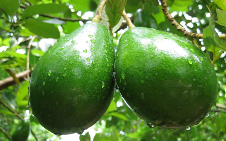A close-up of two fresh avocados hanging from a branch, glistening with droplets of water, set against lush green leaves, creating a vibrant food-themed desktop wallpaper.