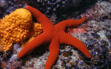 Animal starfish HD Desktop Wallpaper | Background Image