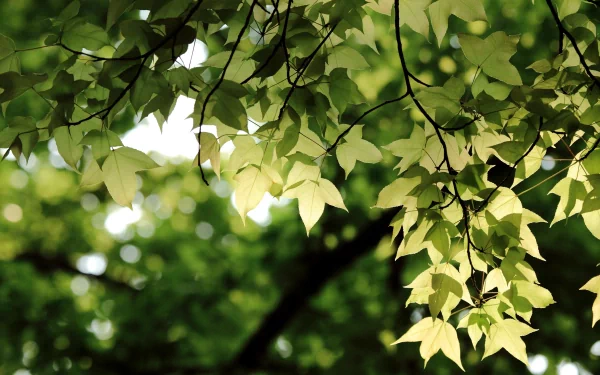HD desktop wallpaper featuring sunlight filtering through vibrant green leaves in a serene natural setting.