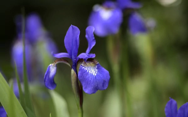 nature iris HD Desktop Wallpaper | Background Image