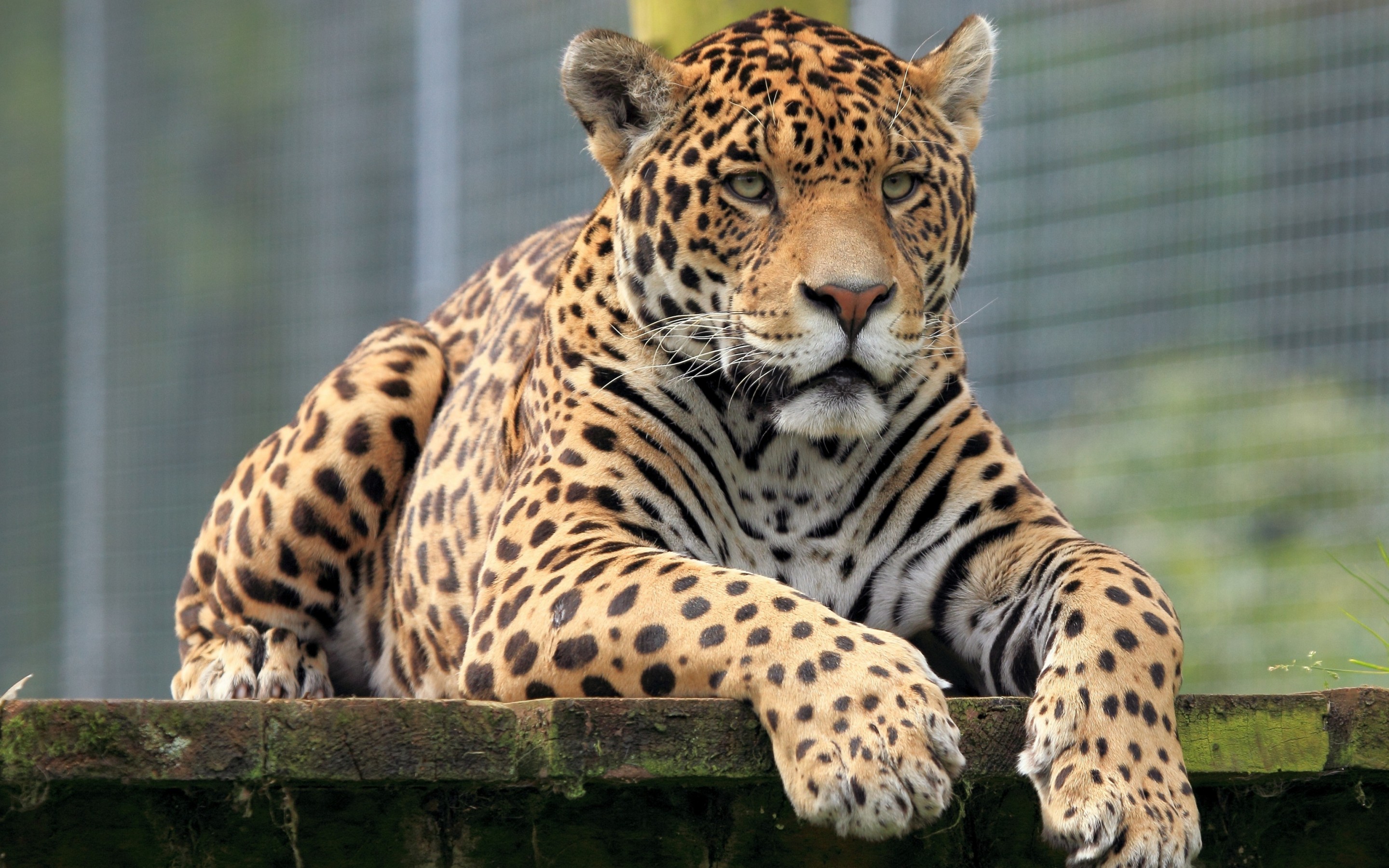 Animal Jaguar HD Wallpaper