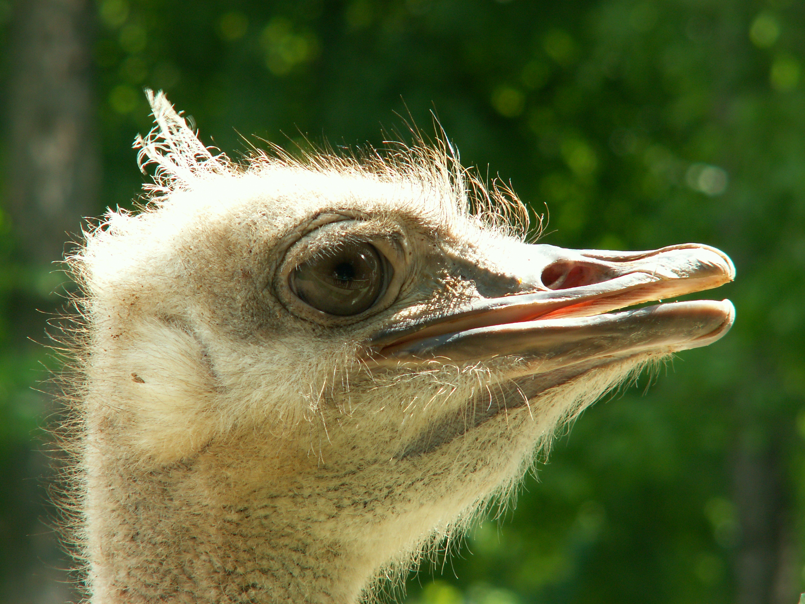 Ostrich Background Images HD Pictures and Wallpaper For Free Download   Pngtree