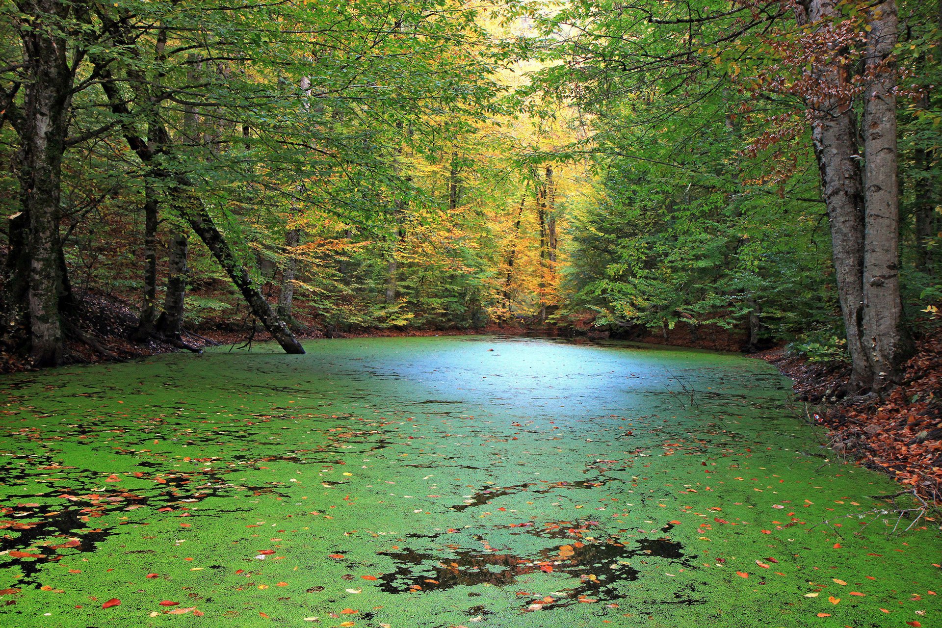 HD PC desktop wallpaper showing a serene forest landscape with a calm, algae-covered pond surrounded by lush green trees and autumn foliage.