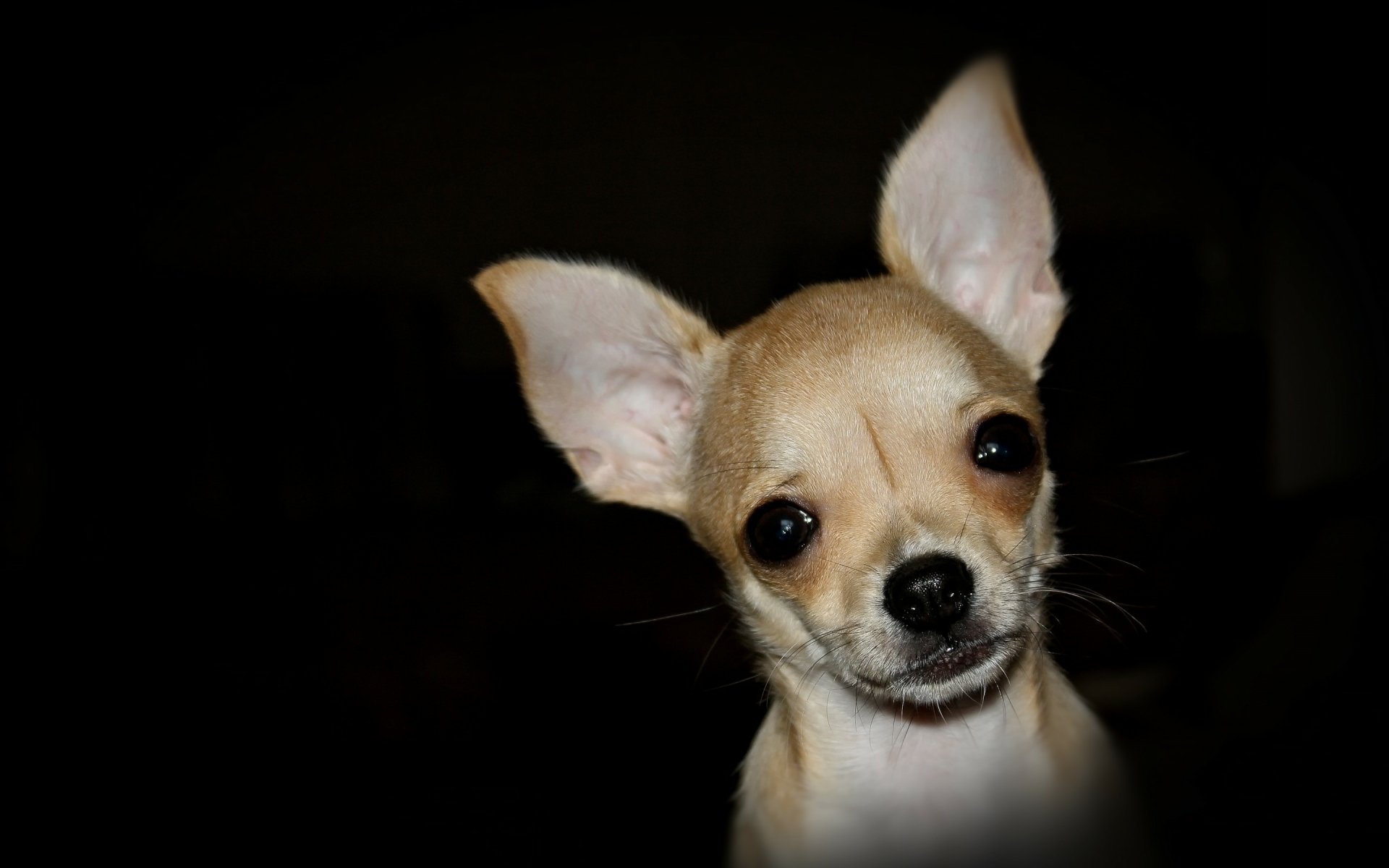 HD PC desktop wallpaper featuring a close-up of a small tan dog with large ears against a dark background.