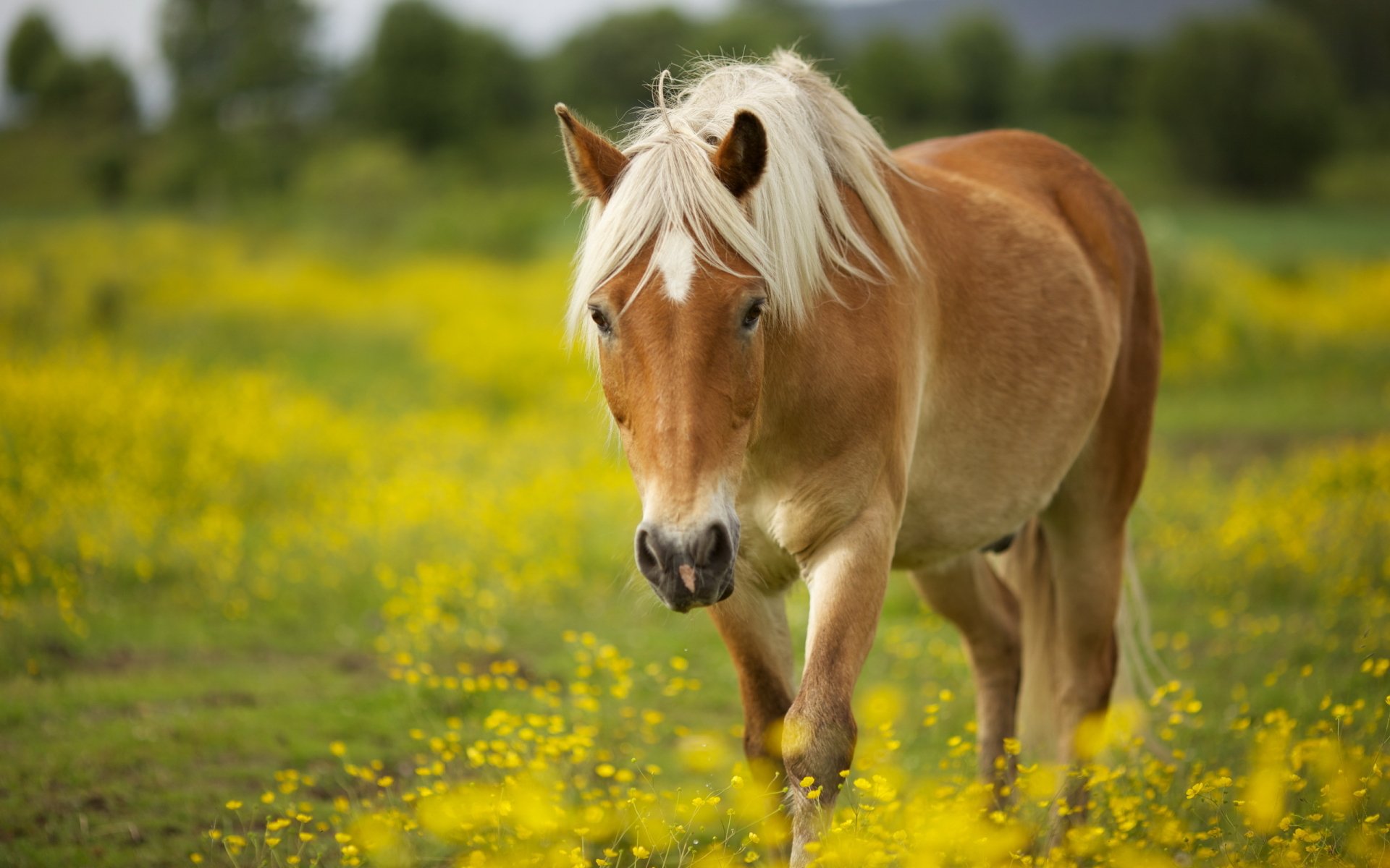 Cheval Full HD Fond d'écran and Arrière-Plan | 2560x1600 | ID:420090