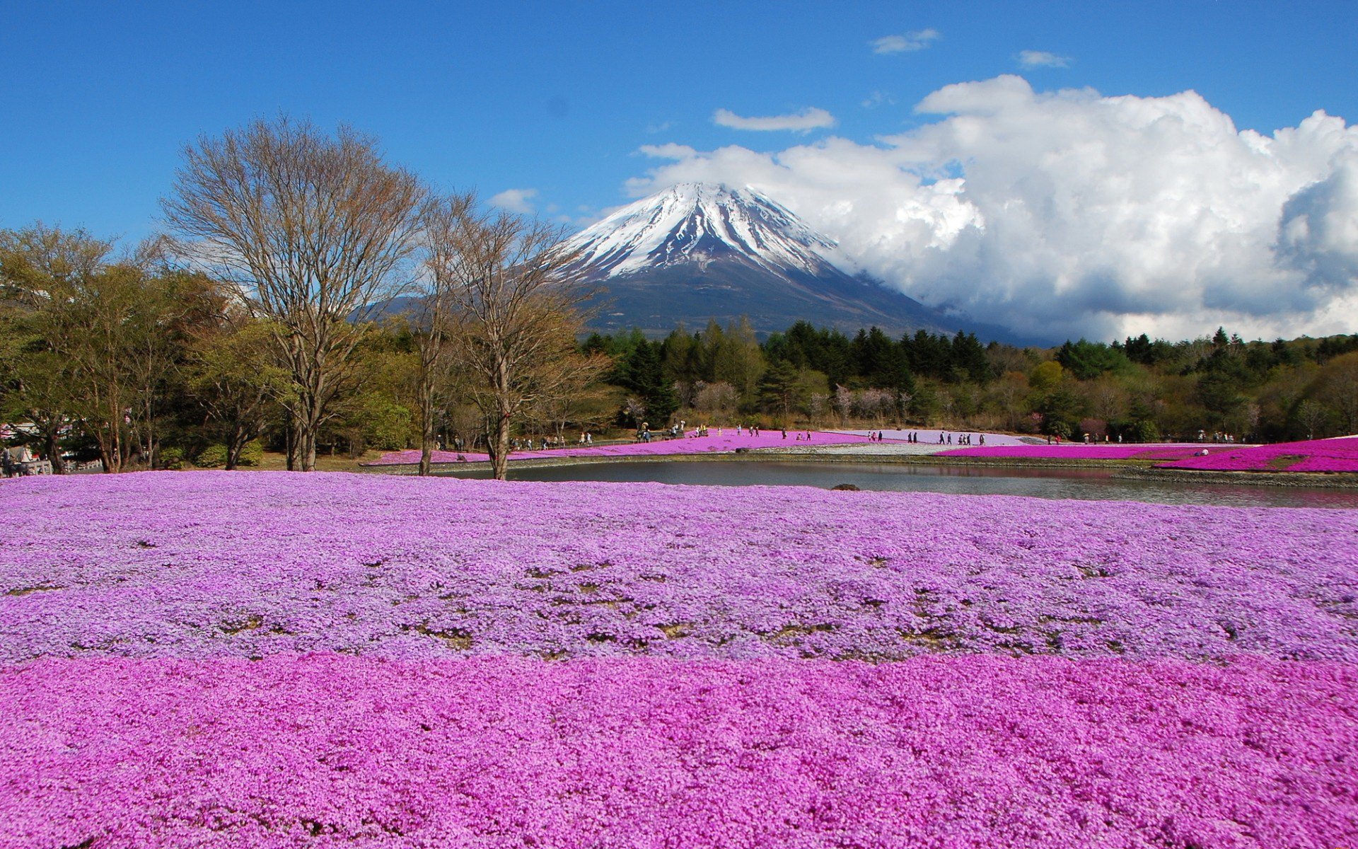 Vibrant landscape featuring a field of pink flowers in front of a snow-capped mountain under a blue sky, capturing the essence of nature in an HD PC desktop wallpaper.
