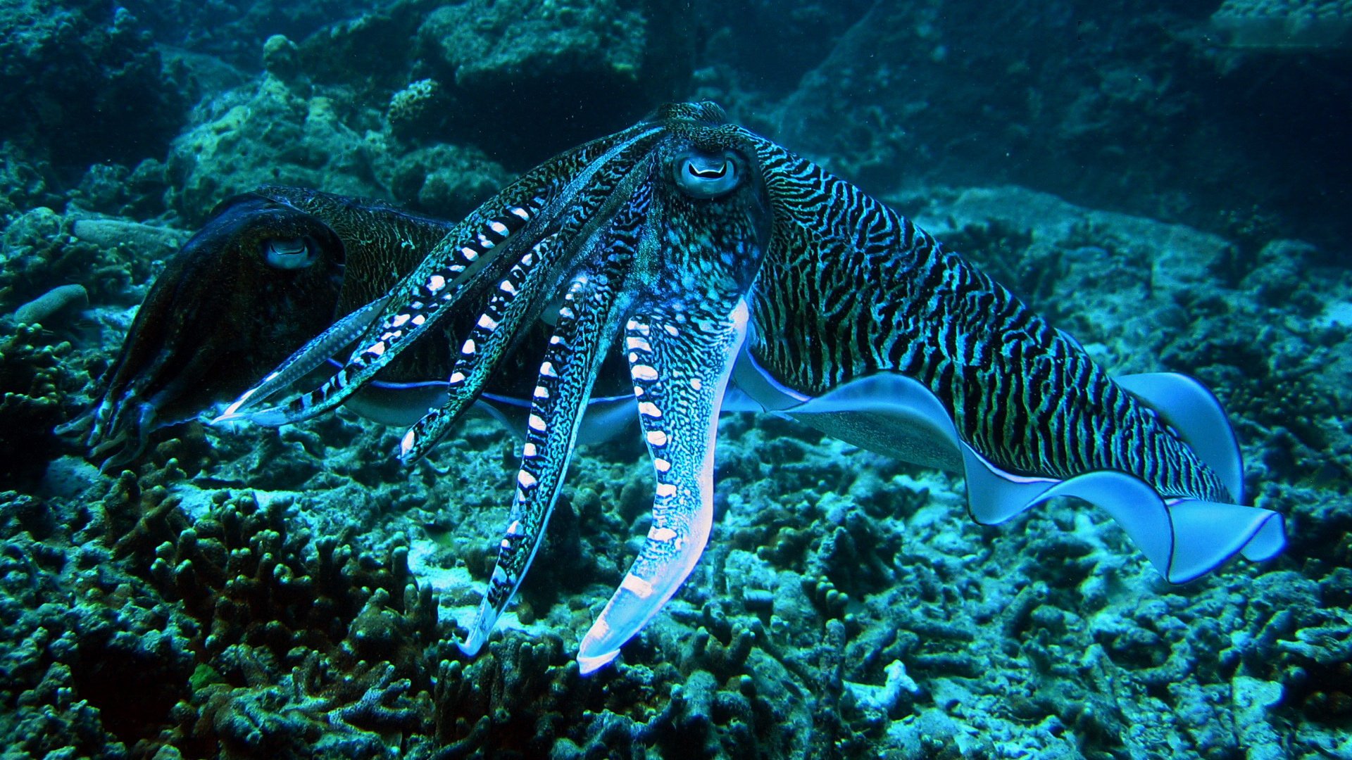 Stunning Cuttlefish HD Wallpaper A Deep Sea Wonder 1920x1080 