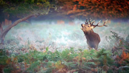 A majestic deer stands amidst mist-covered ferns, its antlers prominent, creating a stunning HD desktop wallpaper that captures the beauty of wildlife.