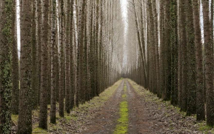 A serene path winding through tall, slender trees, creating a tranquil atmosphere in nature. This high-definition image serves as a captivating desktop background.