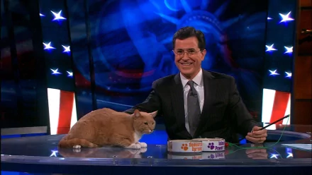 HD wallpaper of Stephen Colbert on 'The Colbert Report' set with a cat, featuring a star-spangled background.