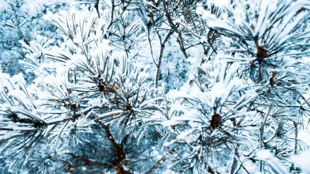 nature pine tree HD Desktop Wallpaper | Background Image