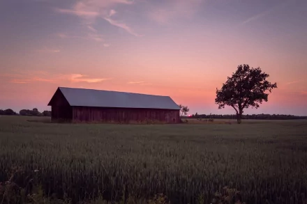  Field
