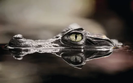 Animal crocodile HD Desktop Wallpaper | Background Image
