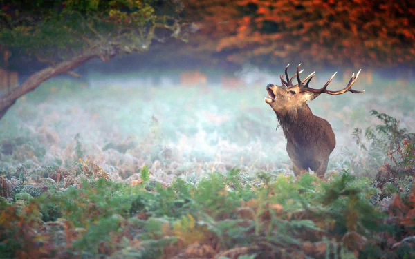 A majestic deer stands amidst mist-covered ferns, its antlers prominent, creating a stunning HD desktop wallpaper that captures the beauty of wildlife.
