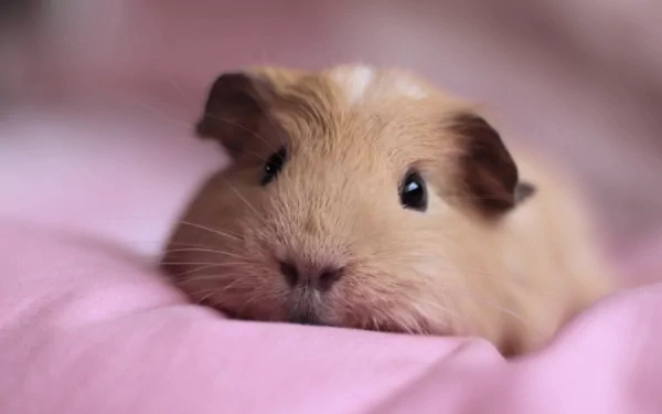 HD wallpaper featuring a close-up of a cute guinea pig resting on a soft pink blanket, creating an adorable and cozy desktop background.