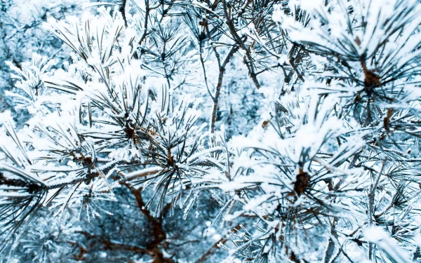 nature pine tree HD Desktop Wallpaper | Background Image