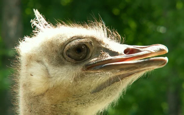Close-up of an ostrich showcasing its distinctive features against a lush green background, making a striking HD desktop wallpaper and background.
