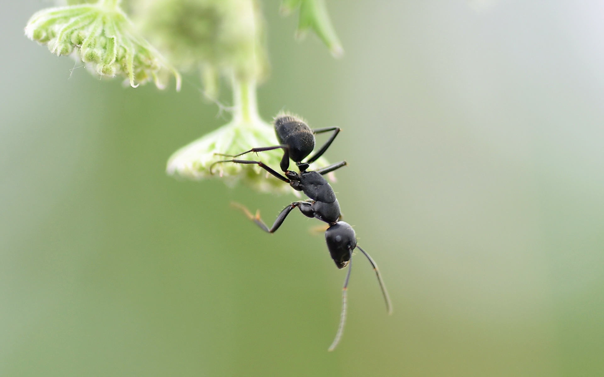 Animal Ant HD Wallpaper | Background Image
