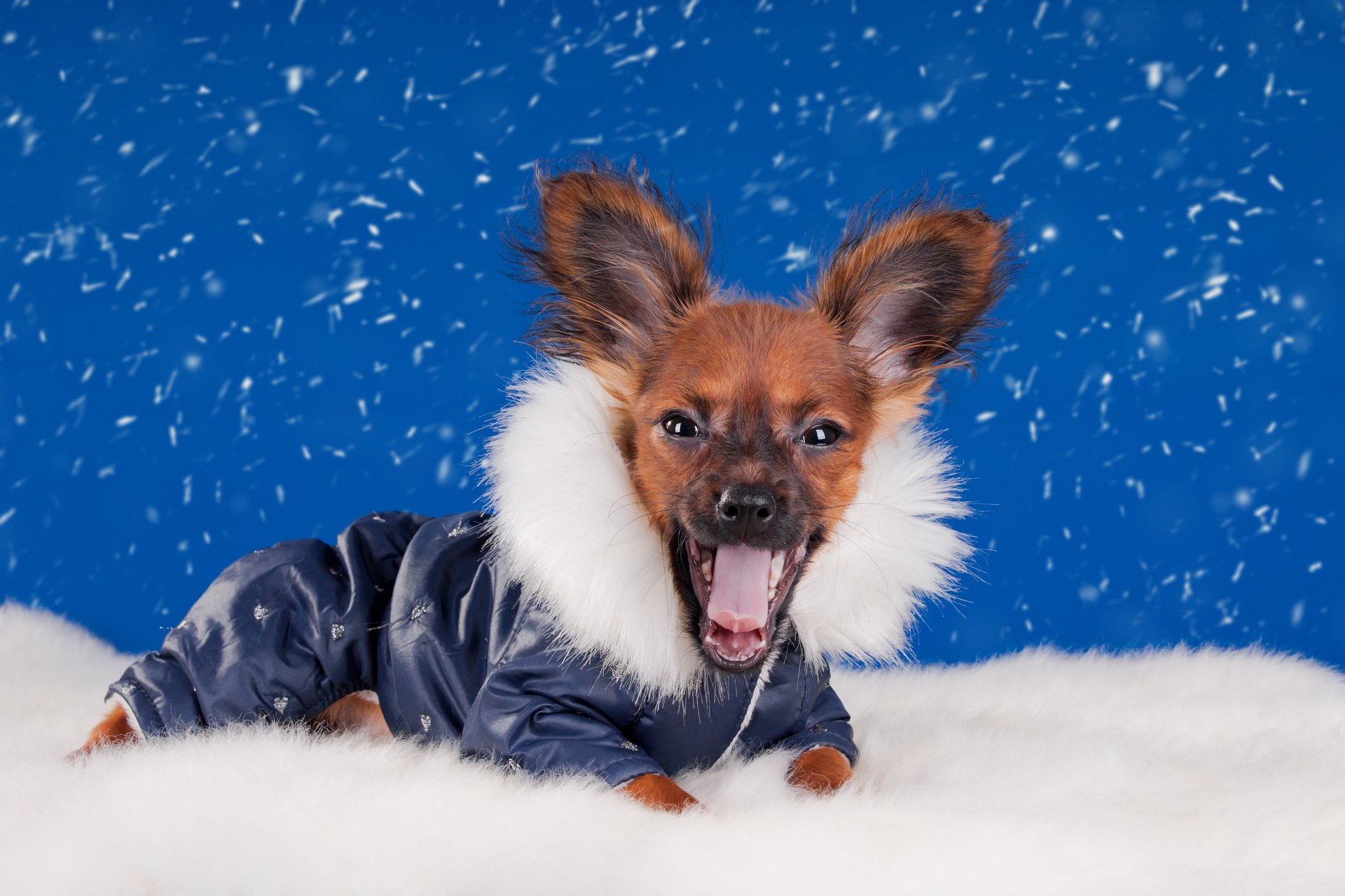 A small dog wearing a winter jacket lies on a snowy surface against a blue background with snowflakes falling, captured in 4K Ultra HD as a PC desktop wallpaper.