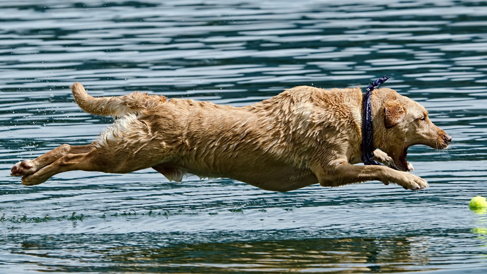A lively dog leaps through water, showcasing its playful spirit. This vibrant image serves as an HD desktop wallpaper, capturing the joy of canine adventures.
