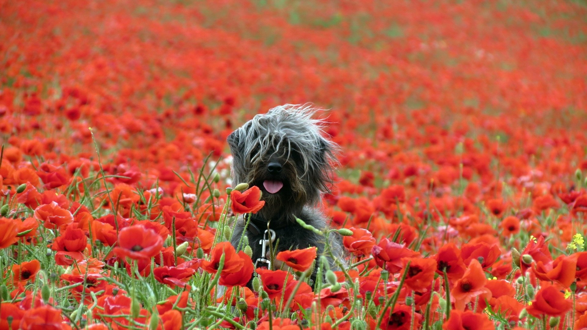 A playful dog surrounded by a vibrant field of red poppies, captured in high-definition as a stunning PC desktop wallpaper or background.