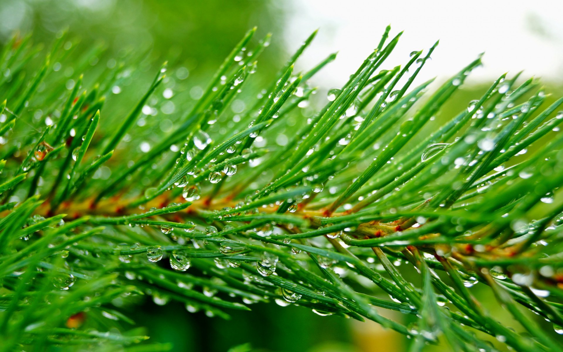 Close-up of dew-kissed pine tree needles in nature, vibrant green detail — 2K Quad HD PC desktop wallpaper and background.