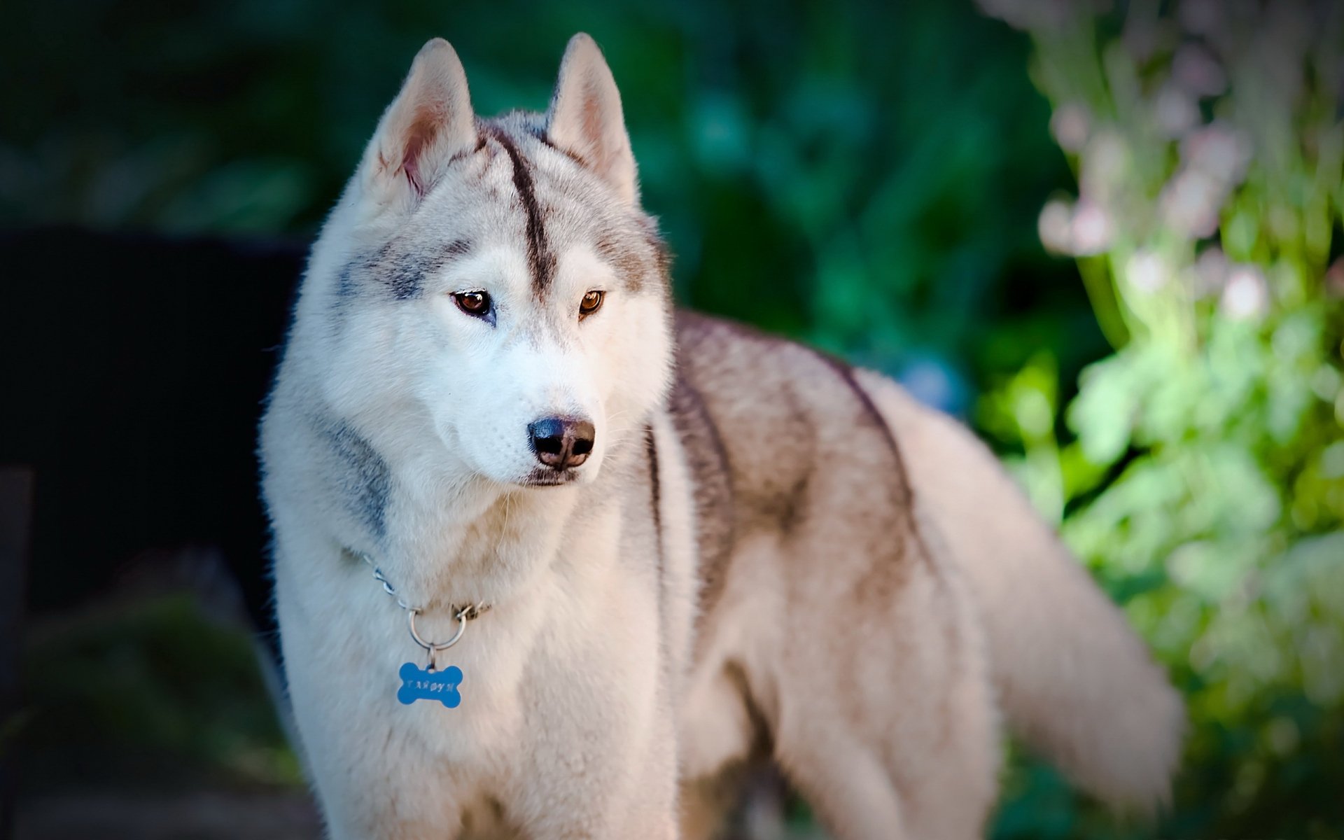 A stunning close-up of a Siberian Husky standing amidst lush greenery, showcasing its striking features. This HD image serves as a captivating desktop wallpaper.