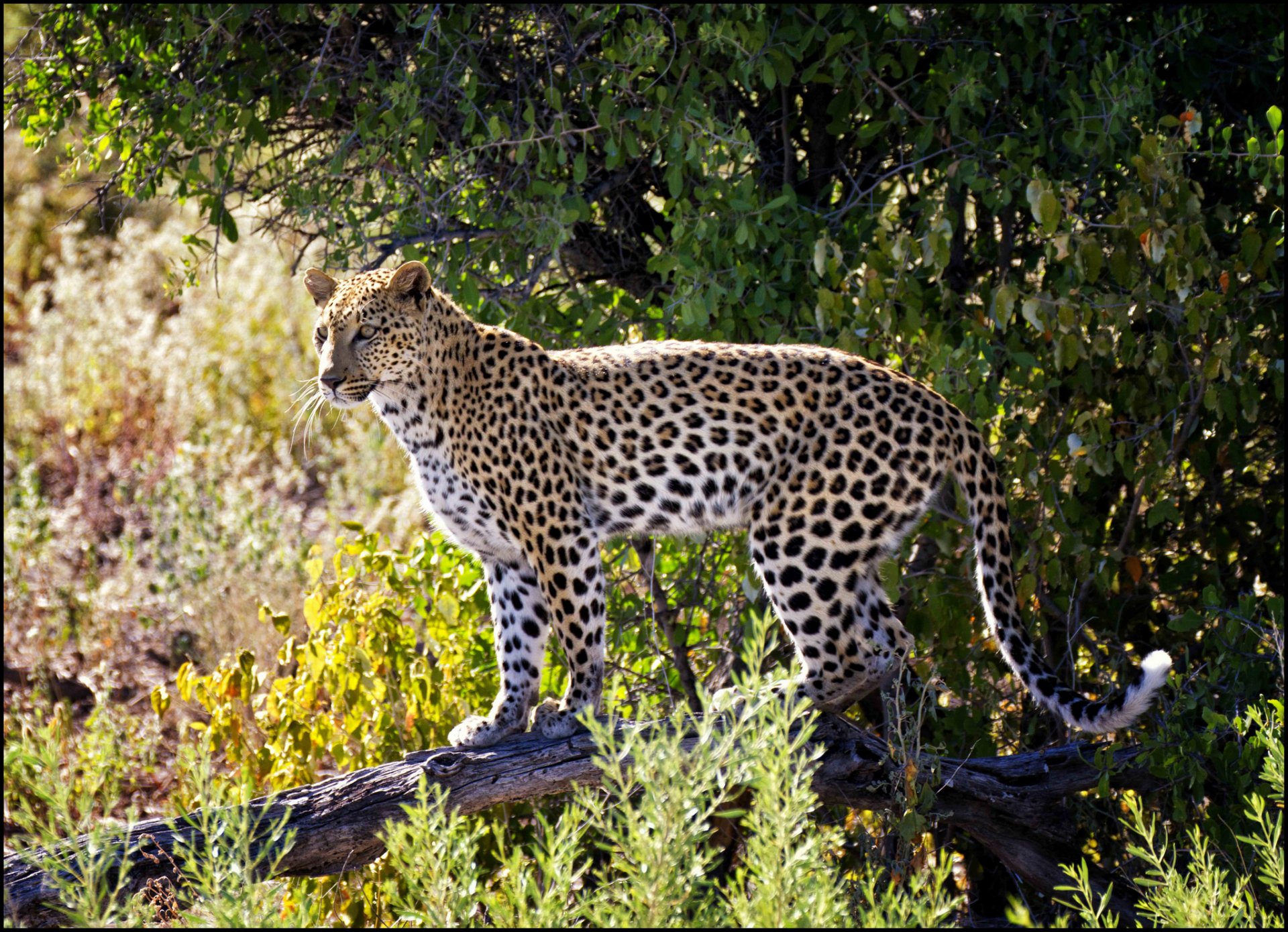 Animal Leopard HD Wallpaper