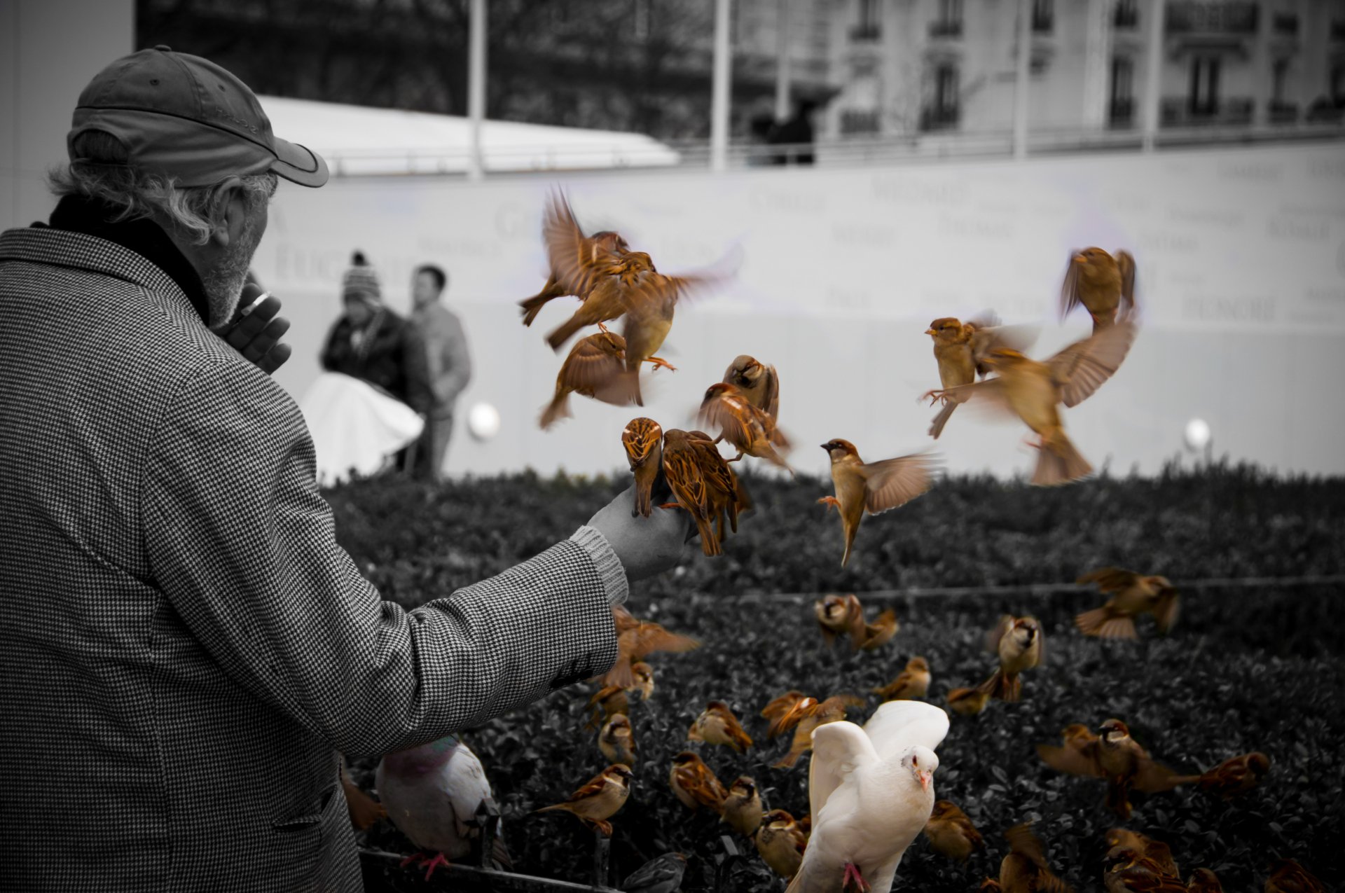 A black-and-white vintage-style photo of a man feeding birds on a Paris street, with the birds color-swapped in warm tones, capturing life in France, Europe.