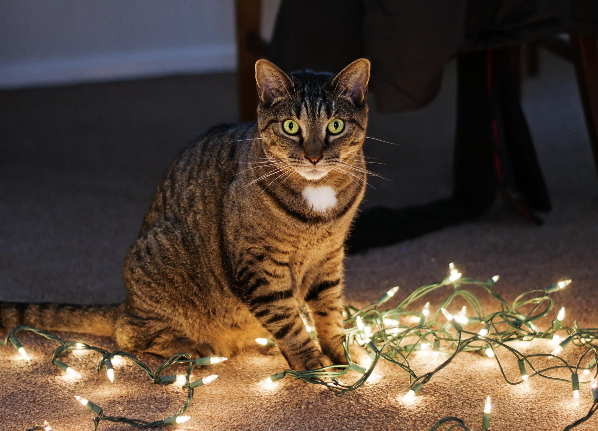 A striped cat sits amid twinkling fairy lights on a carpet, creating a cozy and charming atmosphere. This HD wallpaper captures the playful essence of the feline.