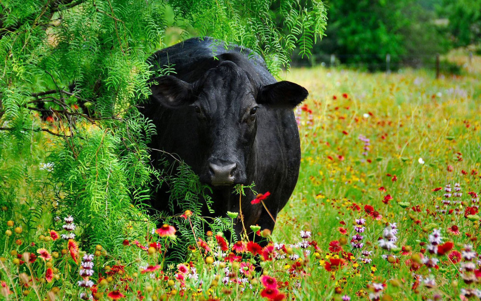 HD wallpaper featuring a black cow amidst colorful wildflowers and greenery, creating a vivid and natural desktop background.