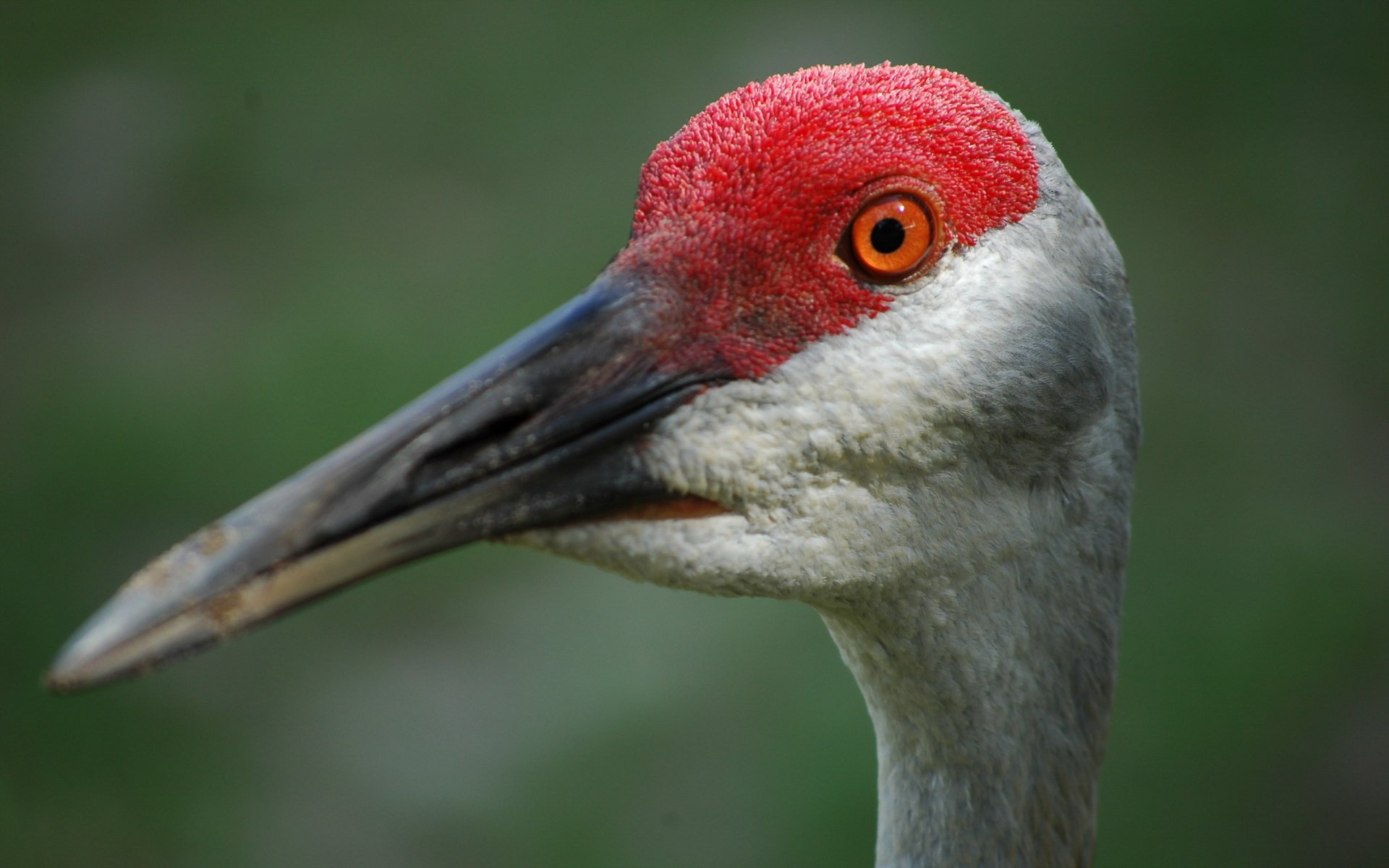 Download Animal Sandhill Crane HD Wallpaper