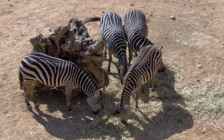 Animal zebra HD Desktop Wallpaper | Background Image