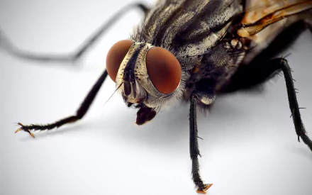 Animal fly HD Desktop Wallpaper | Background Image