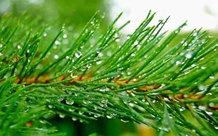 nature pine tree HD Desktop Wallpaper | Background Image